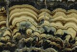 Polished Schalenblende Slice - Poland #228198-1